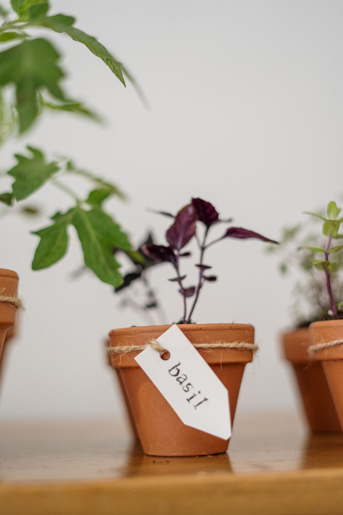 Basil growing in a terracotta pot with a handwritten label