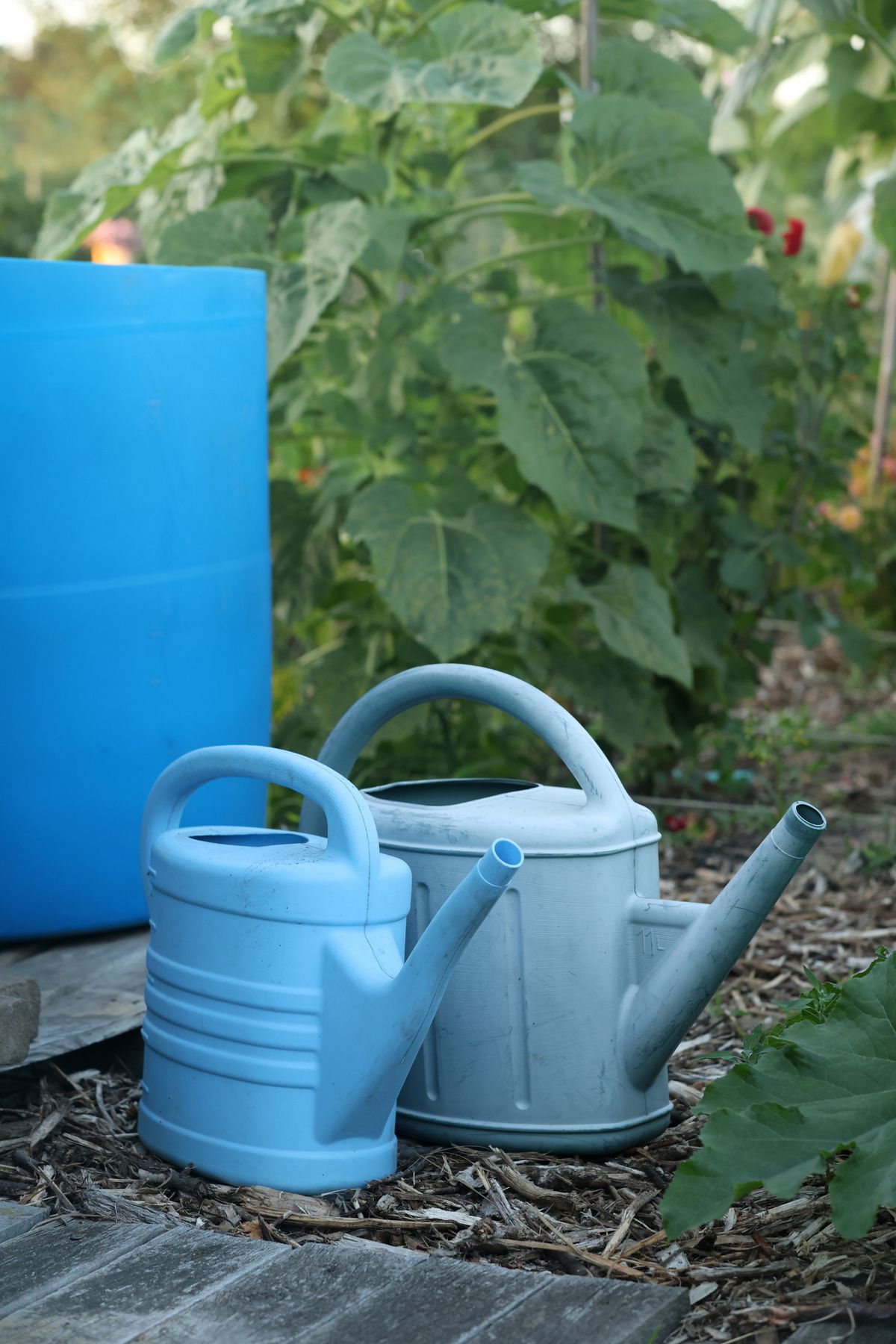 Watering cans standing in a garden